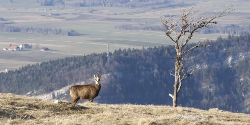 Chamois au bord du cirque du Creux-du-Van avec la Vallée des Ponts-de-Martel en arrière-plan