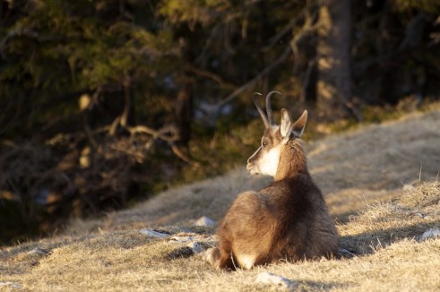 Chamois dans la lumière du soir...