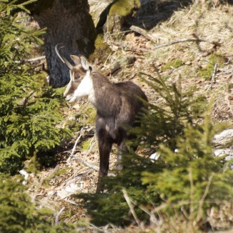 Chamois dans un paturage boisé