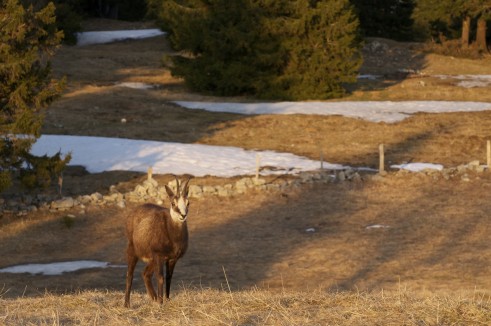 Un magnifique chamois peu craintif au Creux-du-Van