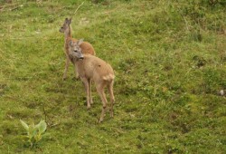 Une biche et son faon observés près du Creux-du-Van un soir pluvieux.