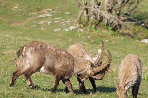Bouquetins en plein duel fraternel au Creux-du-Van