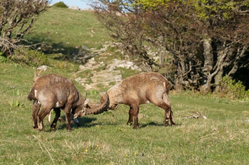 Bouquetins en plein duel fraternel au Creux-du-Van