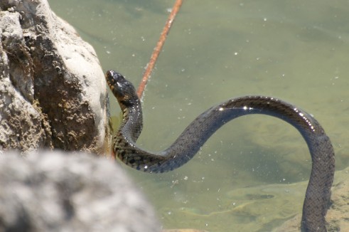 Couleuvre dans le lac de Neuchâtel