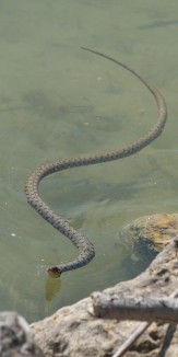 Couleuvre dans le lac de Neuchâtel