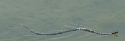 Couleuvre dans le lac de Neuchâtel