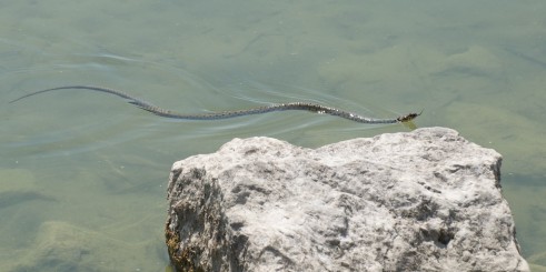 Couleuvre dans le lac de Neuchâtel