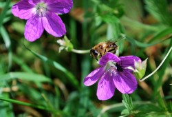 Insectes observés dans le Val-de-Travers