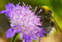Abeille qui butine...