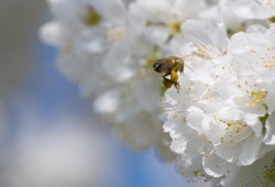 Abeille qui butine des fleurs de Cerisier près de Gorgier.