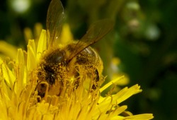 Abeille recouverte de Pollen