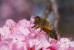 Abeille qui butine...