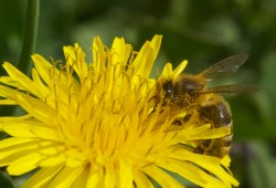 Abeille qui butine une dent-de-lion