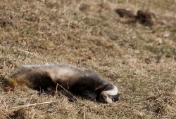 Blaireau endormi dans un champ près du Creux-du-Van