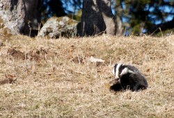 Blaireau à la recherche de nourriture dans la réserve du Creux-du-Van