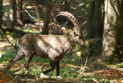 Bouquetin mâle surpris dans la forêt de la montagne de Boudry