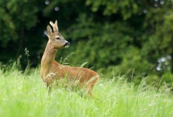 Brocard observé en lisière de forêt