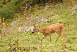 Brocard croisé dans la région du Creux-du-Van