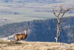 Chamois au bord du cirque du Creux-du-Van