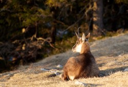 Chamois allongé dans la douce lumière du soir...