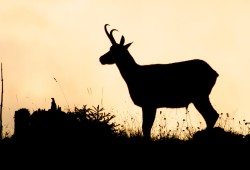 Chamois en ombres chinoises près du Chasseron...