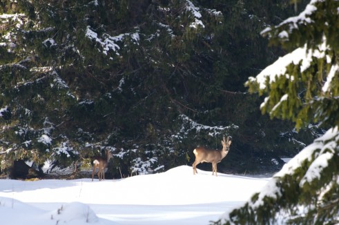 Chevreuils dans la grande Robella