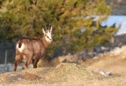 Chamois surpris au sommet du Creux-du-Van