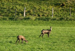 Chamois près des Bayards