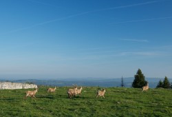 Effrayés par les aboyements d'un chien, les bouquetins se précipitent en direction de la paroi pour se mettre en sécurité.