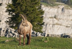 Jeune bouquetin mâle au Creux-du-Van