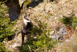 Chamois observé au printemps 2011 dans la réserve du Creux-du-Van