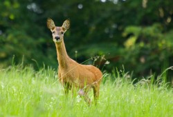 Une biche curieuse observée près de Couvet