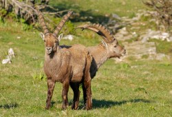 Deux bouquetins mâles observés un matin de printemps sur la Caraffe au Creux-du-Van