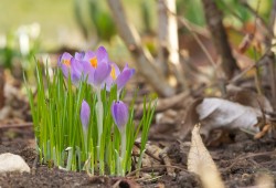 Avec l'arrivée du printemps, le crocus pointent le bout de leur nez...