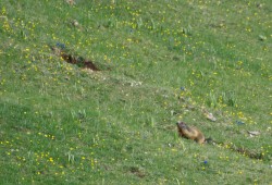 Jeune marmotte dans un pâturage printanier...