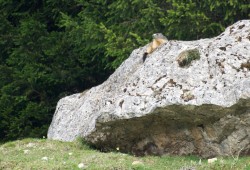 Juchée sur ce caillou, cette marmotte profite d'emmagasiner de la chaleur...