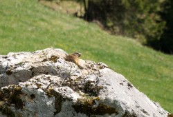 Marmotte prend le soleil juchée sur un rocher au pied du Chasseron