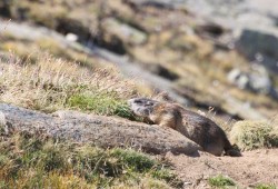 Marmotte qui broute près de Zermatt