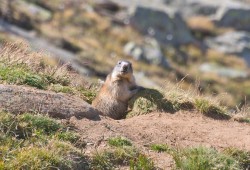 Marmotte observant avec curiosité le photographe...