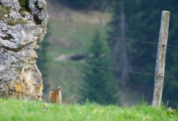 Marmotte qui surveille son territoire au pied du Chasseron...