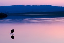 Poule d'eau au crépuscule sur le lac des Taillères, dans la vallée de la Brévine