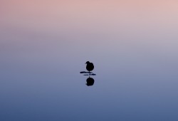 Poule d'eau au crépuscule sur le lac des Taillères, dans la vallée de la Brévine