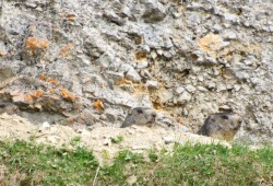 A peine visibles, ces 3 marmottes inspectent les environs avant de quitter leur terrier...