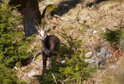 Chamois curieux observé dans la réserve du Creux-du-Van