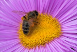 Une abeille qui butine...