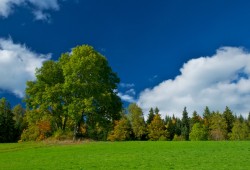 La forêt de Plancemont parée de ses couleurs automnales