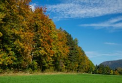Les couleurs automnales de la forêt à proximité de Plancemont (Couvet).