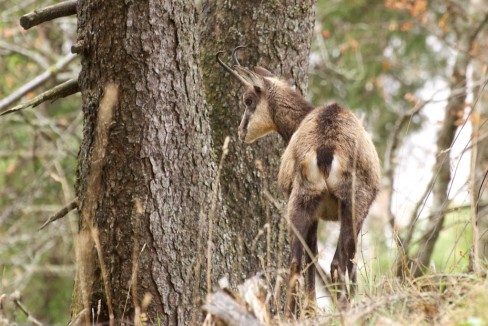 Chamois sous la pluie au Creux-du-Van
