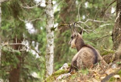 Chamois allongé sous un sapin à l'abri de la pluie et de la bise (réserve du Creux-du-Van)