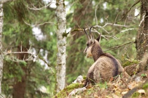 Chamois allongé au pied d'un sapin pour se protéger de la pluie près du Creux-du-Van